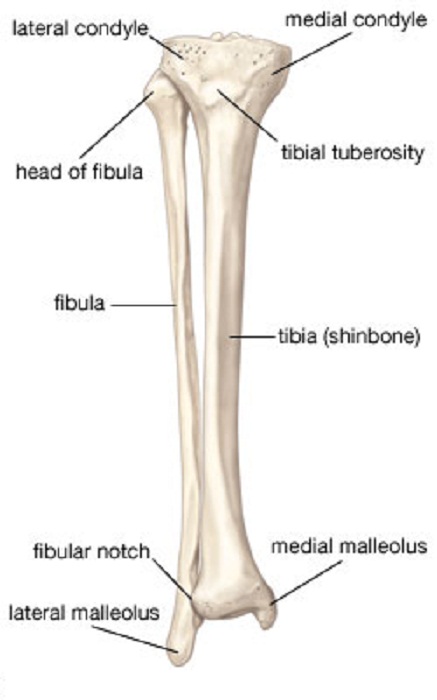 Lower Leg Bone Diagram : Human Leg Bone Structure - Human Anatomy